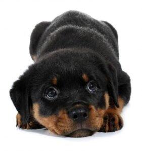 rottweiler puppies